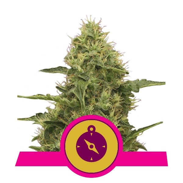 Royal Queen Seeds Northern Light feminisiert