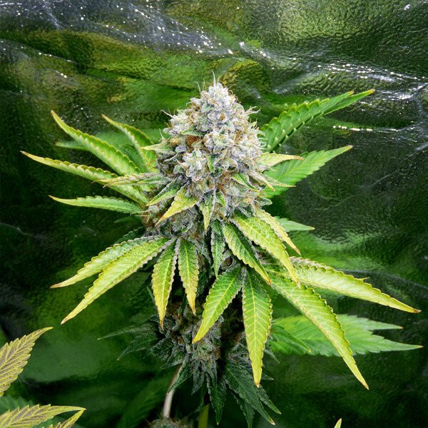 Royal Queen Seeds OG Kush Feminisiert