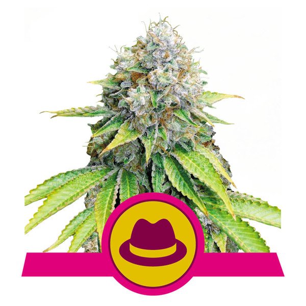 Royal Queen Seeds OG Kush Feminisiert