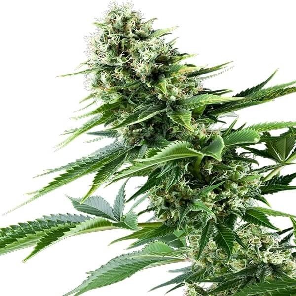 Royal Queen Seeds Power Flower feminisiert