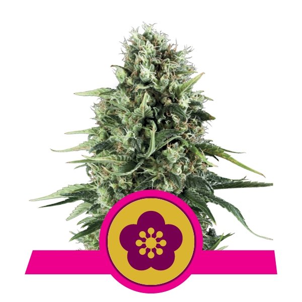 Royal Queen Seeds Power Flower feminisiert