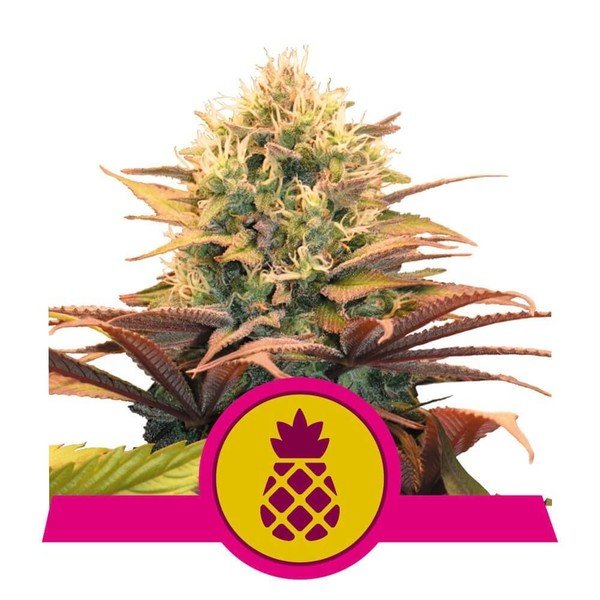 Royal Queen Seeds Pineapple Kush Feminisiert