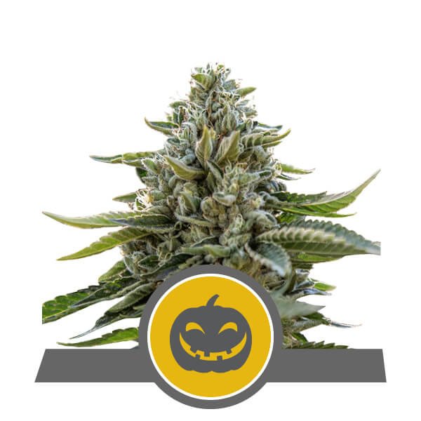 Royal Queen Seeds Pumpkin Kush Regulär