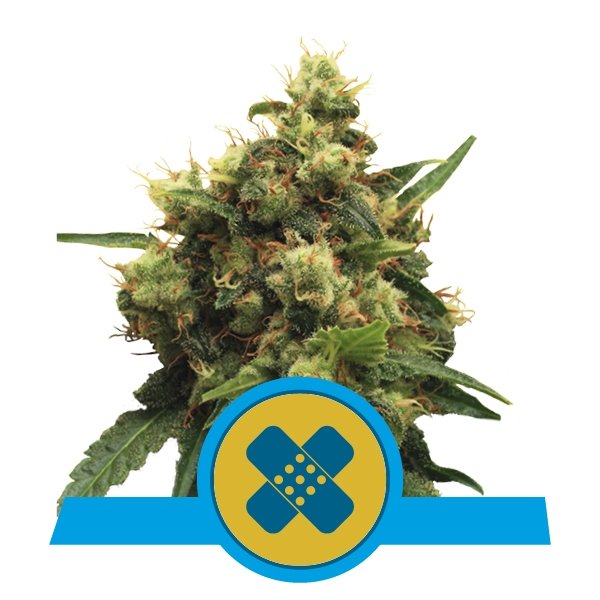 Royal Queen Seeds Painkiller XL Medical Feminisiert