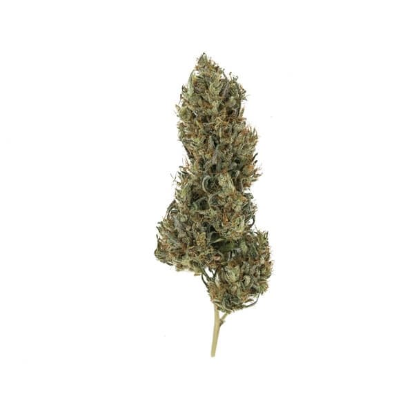 Royal Queen Seeds Painkiller XL Medical Feminisiert