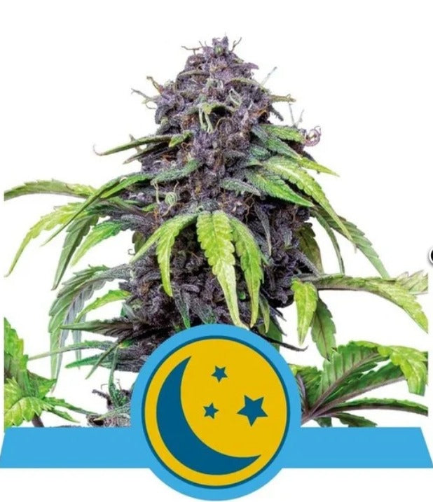 Royal Queen Seeds Purplematic Feminisierte Autoflower