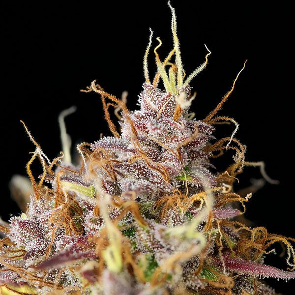 Royal Queen Seeds Purple Queen Automatic Feminisierte Autoflower