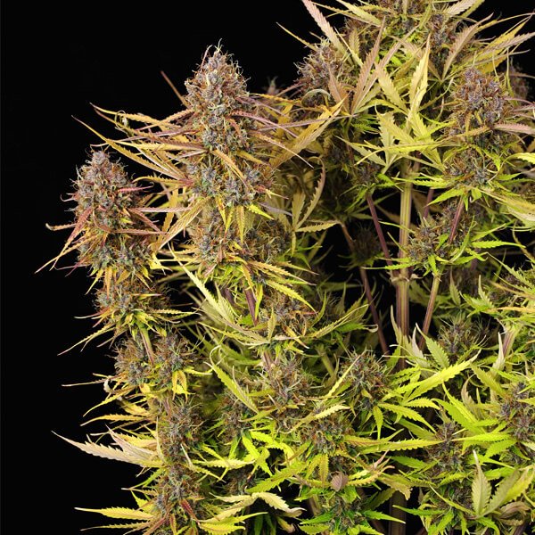 Royal Queen Seeds Purple Queen Automatic Feminisierte Autoflower