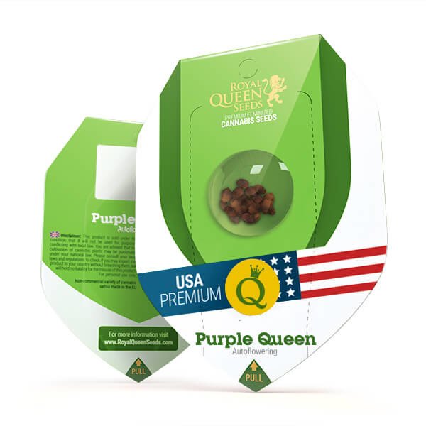 Royal Queen Seeds Purple Queen Automatic Feminisierte Autoflower