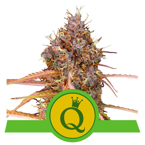 Royal Queen Seeds Purple Queen Automatic Feminisierte Autoflower