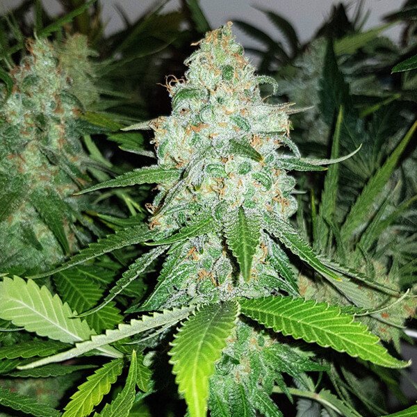 Royal Queen Seeds Royal AK feminisiert