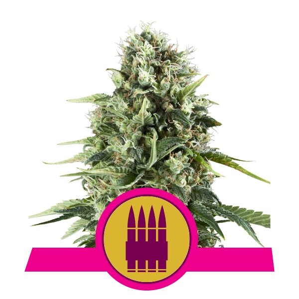 Royal Queen Seeds Royal AK feminisiert