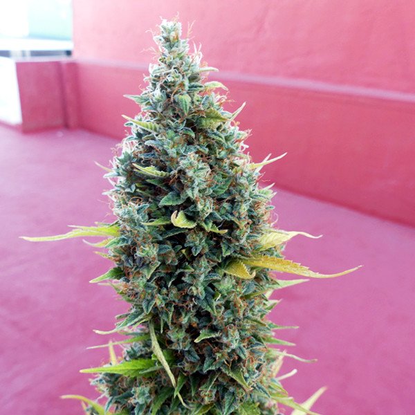 Royal Queen Seeds Royal Bluematic Feminisierte Autoflower