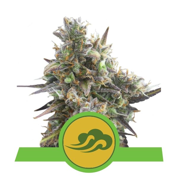 Royal Queen Seeds Royal Bluematic Feminisierte Autoflower