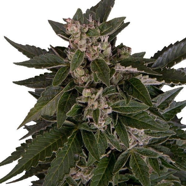 Royal Queen Seeds Royal Critical Automatic Feminisierte Autoflower