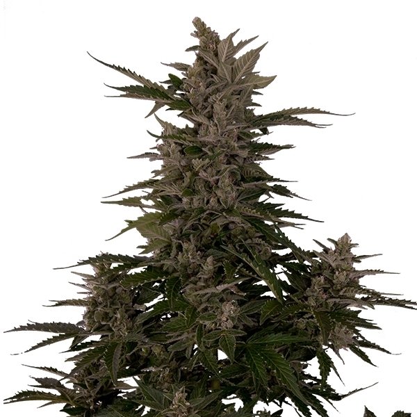 Royal Queen Seeds Royal Critical Automatic Feminisierte Autoflower