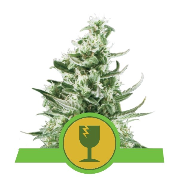 Royal Queen Seeds Royal Critical Automatic Feminisierte Autoflower