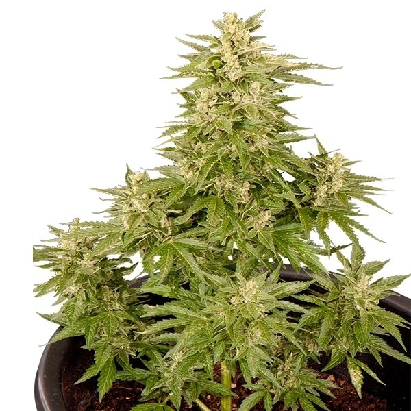 Royal Queen Seeds Royal Critical Automatic Feminisierte Autoflower