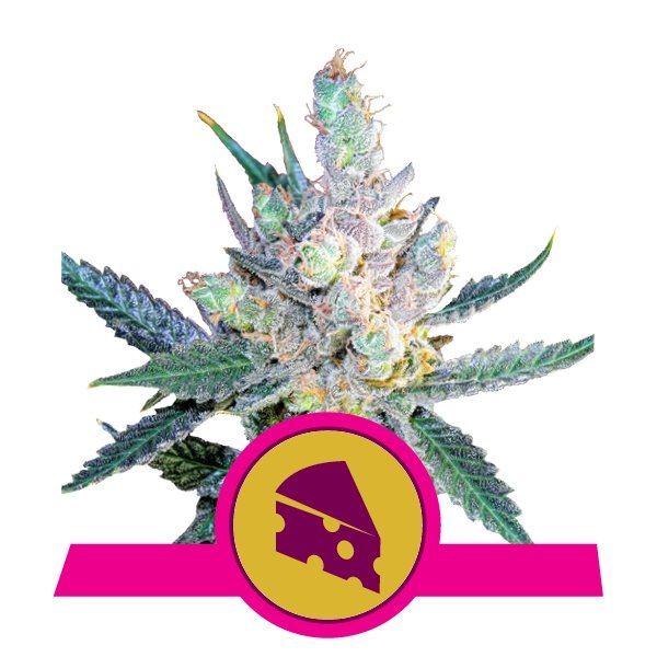 Royal Queen Seeds Royal Cheese Fast feminisiert