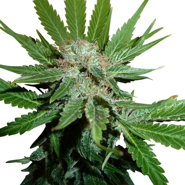 Royal Queen Seeds Royal Cheese Fast feminisiert