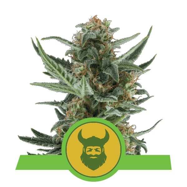 Royal Queen Seeds Royal Dwarf Feminisierte Autoflower