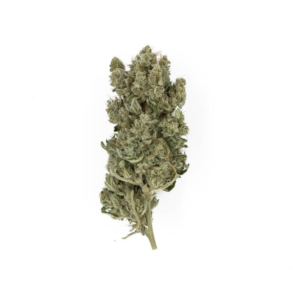 Royal Queen Seeds Royal Gorilla feminisiert