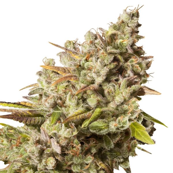 Royal Queen Seeds Royal Gorilla feminisiert