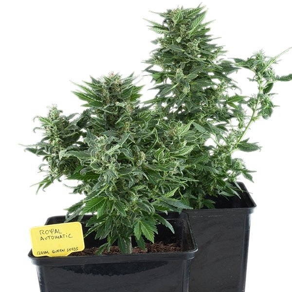 Royal Queen Seeds Royal Kush Automatic Feminisierte Autoflower