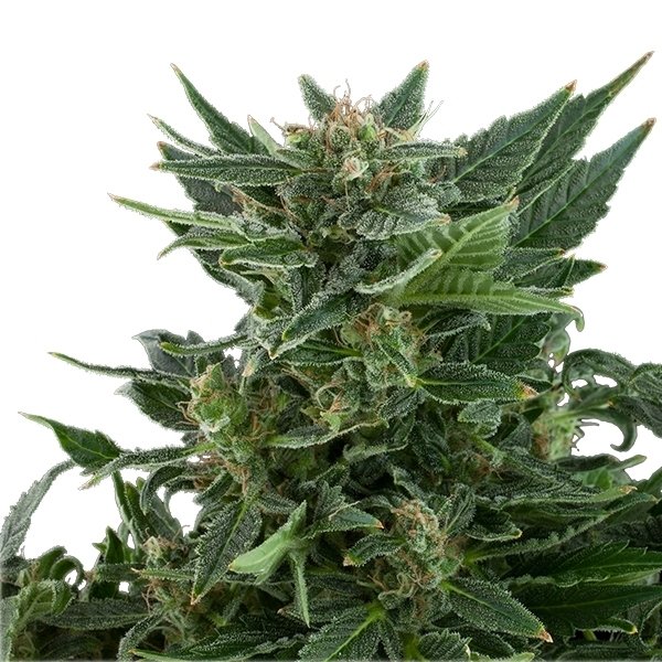 Royal Queen Seeds Royal Kush Automatic Feminisierte Autoflower