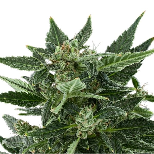 Royal Queen Seeds Royal Kush Automatic Feminisierte Autoflower