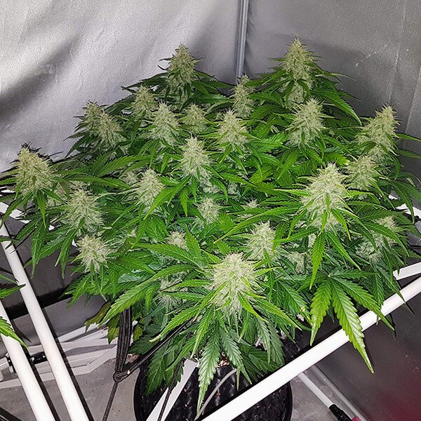 Royal Queen Seeds Royal Kush Automatic Feminisierte Autoflower