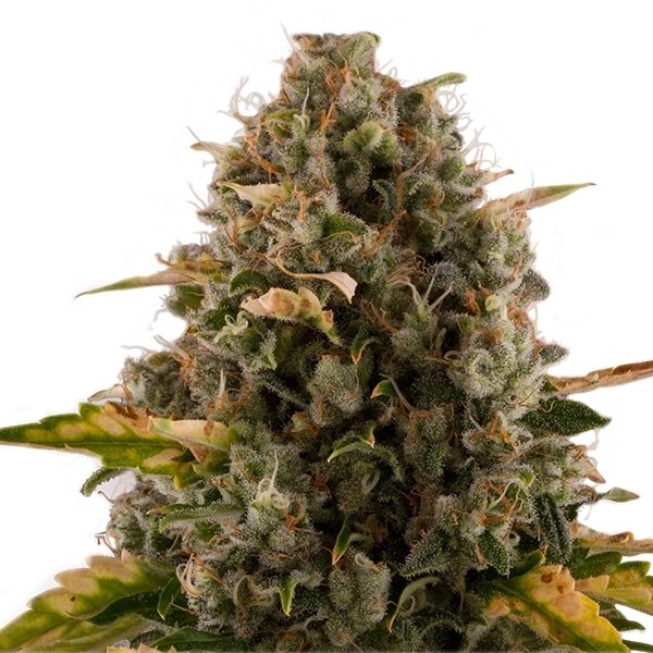 Royal Queen Seeds Royal Moby feminisiert