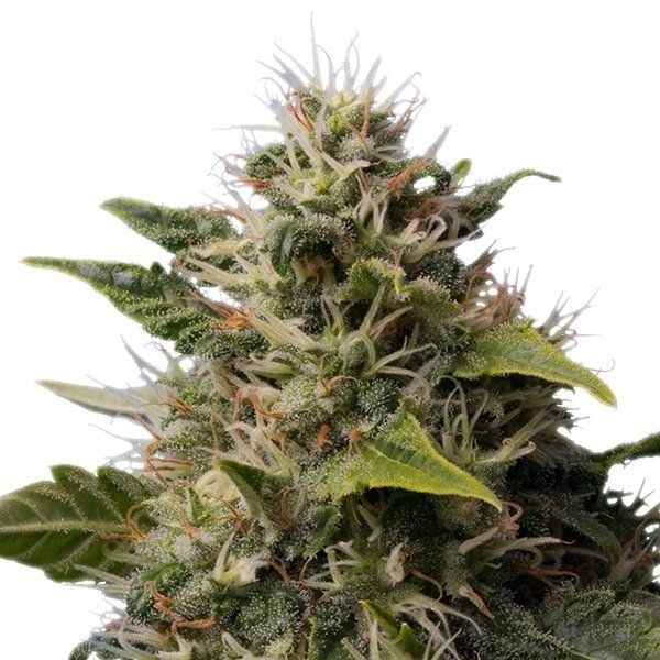 Royal Queen Seeds Royal Moby feminisiert