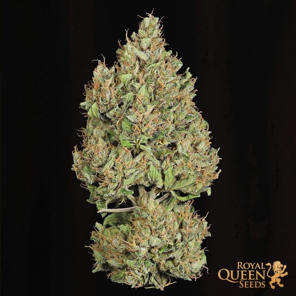 Royal Queen Seeds Royal Cookies Auto Feminisierte Autoflower