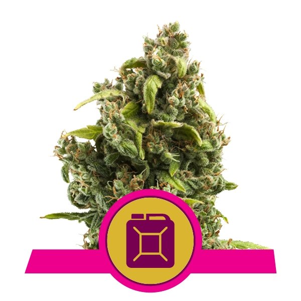 Royal Queen Seeds Sour Diesel feminisiert