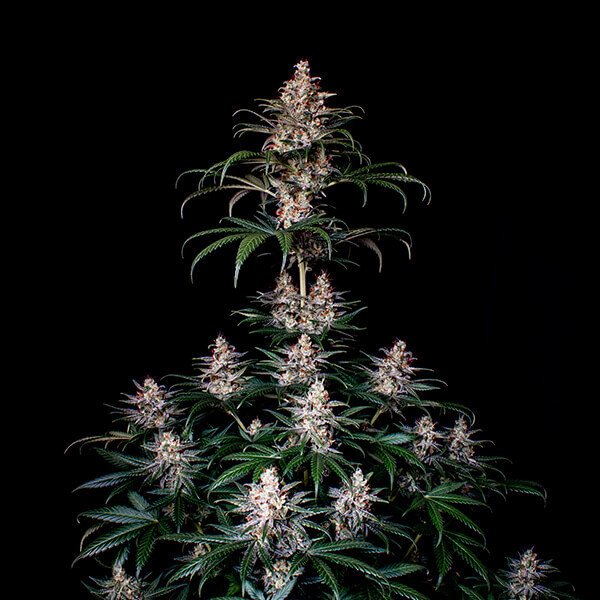 Royal Queen Seeds Shogun Feminisiert