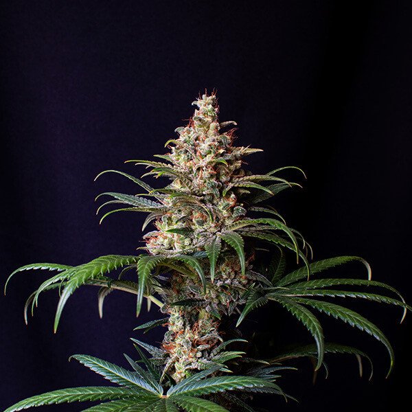 Royal Queen Seeds Shogun Feminisiert