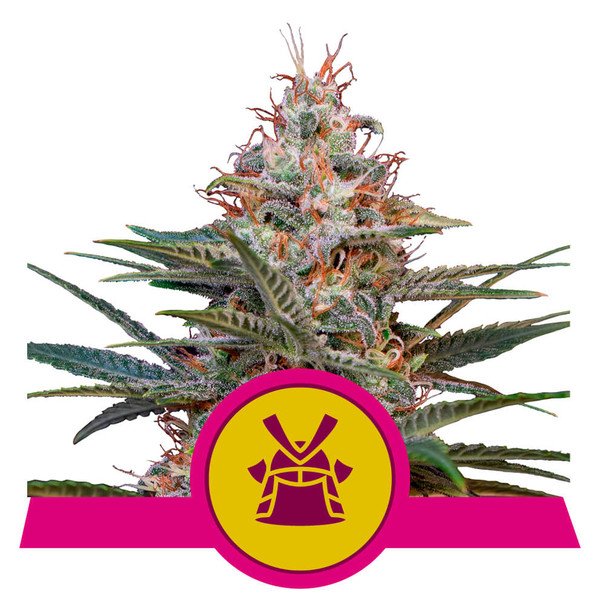 Royal Queen Seeds Shogun Feminisiert