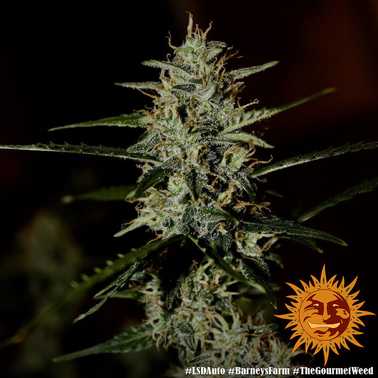Barney's Farm LSD Auto Feminisiert Autoflower