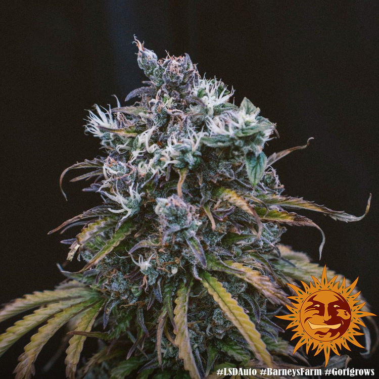 Barney's Farm LSD Auto Feminisiert Autoflower