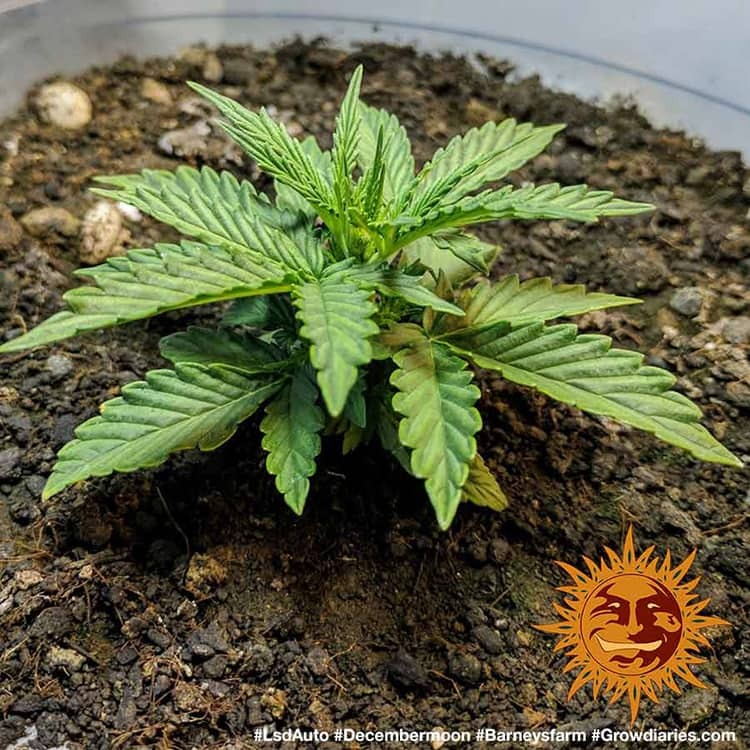 Barney's Farm LSD Auto Feminisiert Autoflower