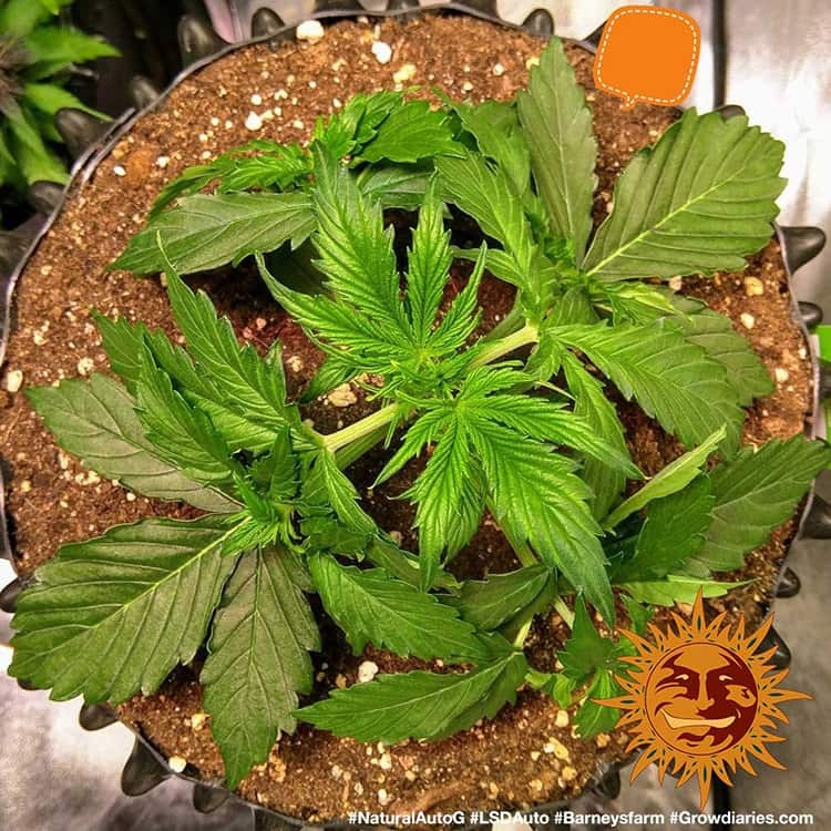 Barney's Farm LSD Auto Feminisiert Autoflower