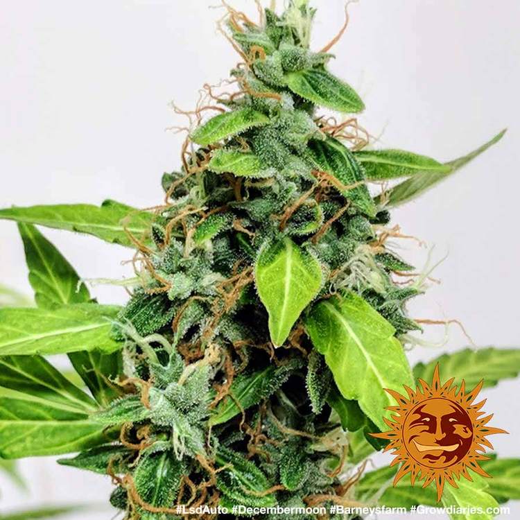 Barney's Farm LSD Auto Feminisiert Autoflower