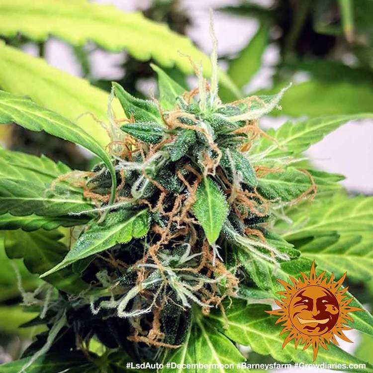 Barney's Farm LSD Auto Feminisiert Autoflower