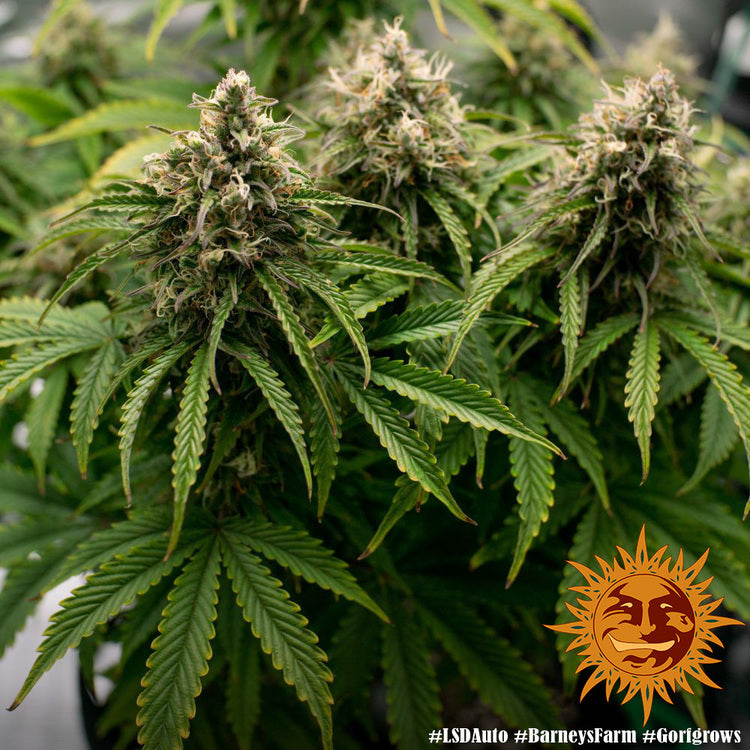 Barney's Farm LSD Auto Feminisiert Autoflower