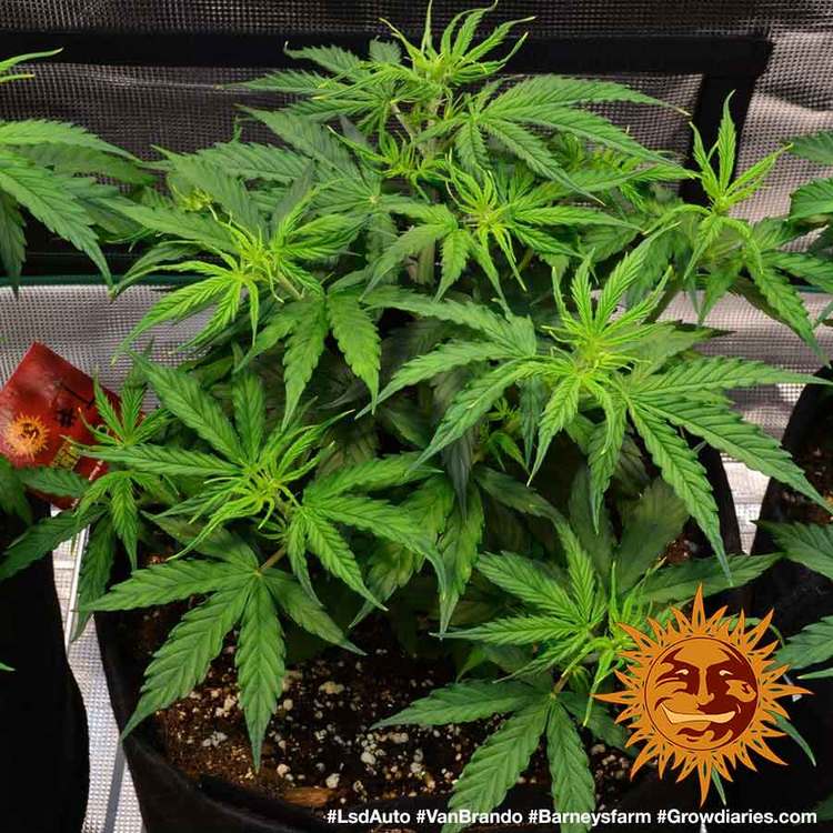 Barney's Farm LSD Auto Feminisiert Autoflower