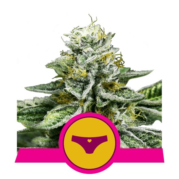 Royal Queen Seeds Sherbet Queen feminisiert