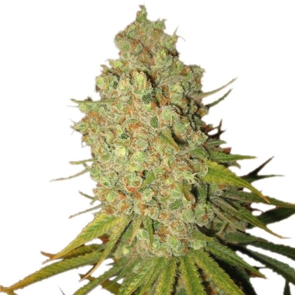 Royal Queen Seeds Special Kush #1 feminisiert