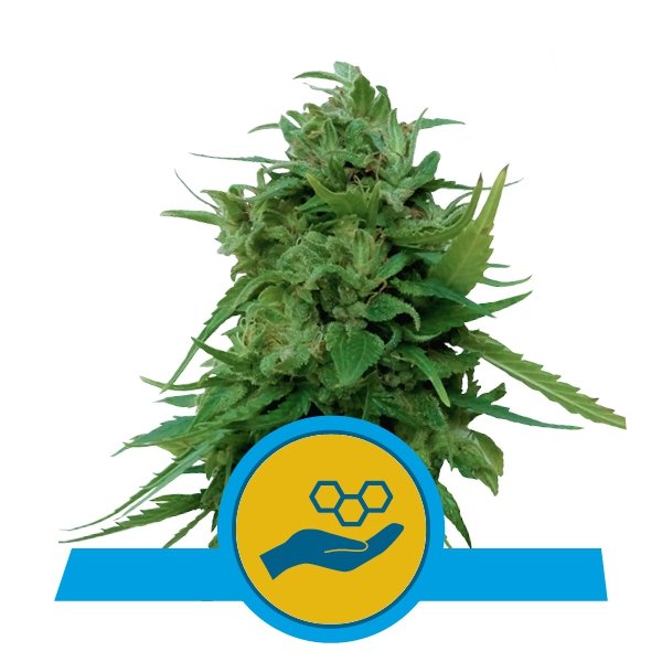 Royal Queen Seeds Solomatic Feminisierte Autoflower