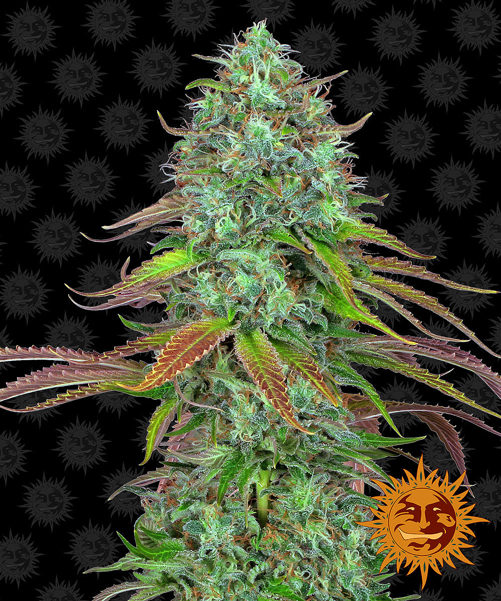 Barney's Farm LSD Auto Feminisiert Autoflower